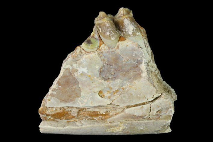 Oreodont (Merycoidodon) Jaw Section - South Dakota #136017